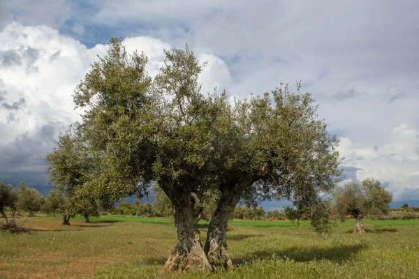 Chi siamo Albero di ulivo pugliese Tenuta Donna Grazia